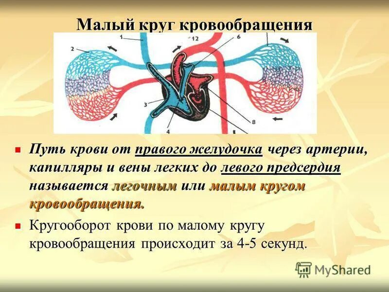 В жилах течет кровь. Малый круг кровообращения. Алый круг кровообращения. Мылый Крук кровообращения. Круги кровообращения малый круг.