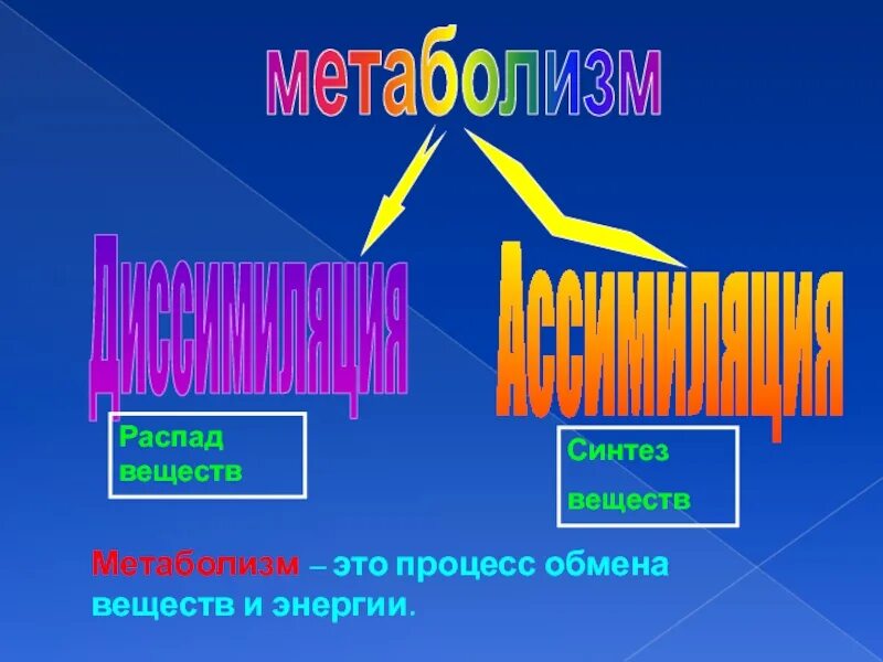 Ассимиляция и диссимиляция метаболизм. Метаболизм презентация. Метаболизм фото для презентации. Распад веществ это