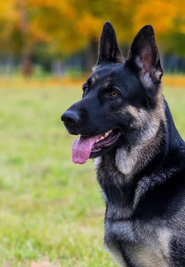 восточноевропейская овчарка. восточноевропейская овчарка. восточно-европейская овчарка. восточноевропейская овчарка. вео восточно-европейская овчарка.