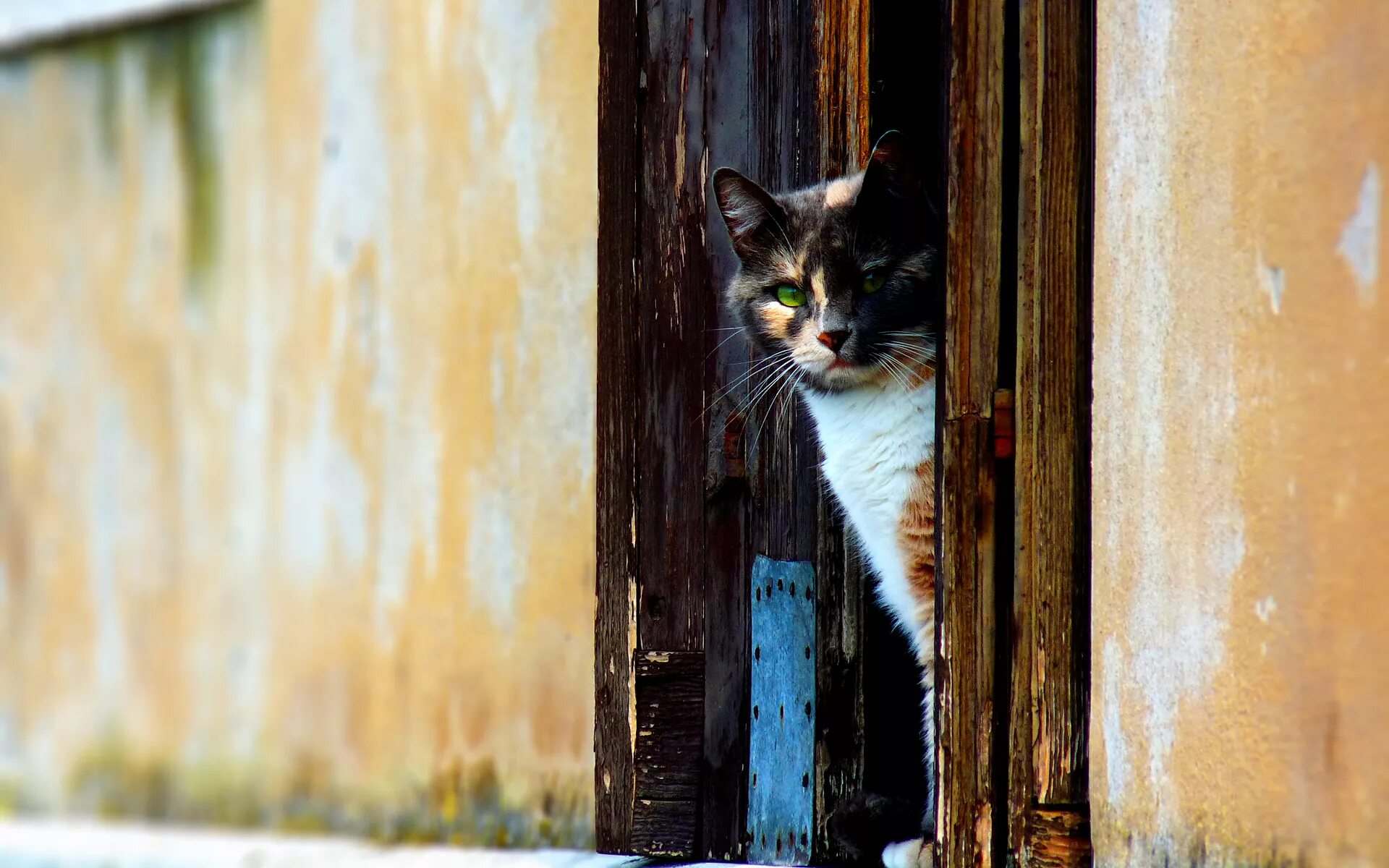 Кот выглядывает. Кошка выглядывает из за двери. Дверь для кота. Трёхцветная кошка.