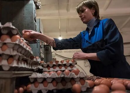 Птицефабрика николаевка