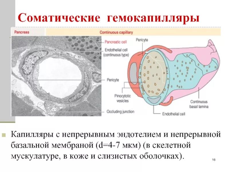 Строение гемокапилляров. Базальная мембрана капилляров. Строение соматического капилляра. Базальная мембрана проницаемость. Базальная мембрана функции