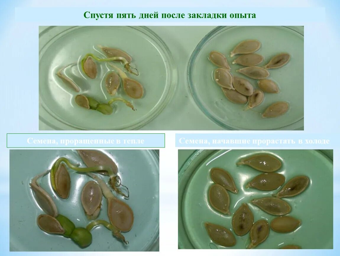 Температура прорастания семян огурцов. Прорастание семян. Прорастание семян огурца. Этапы прорастание семян огурцов. Прорастание семян огурца по дням.