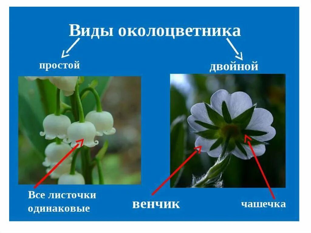 Цветок с двойным околоцветником околоцветником. Сростнолистный околоцветник. Околоцветник чашечка и венчик. Чашечка двойного околоцветника.