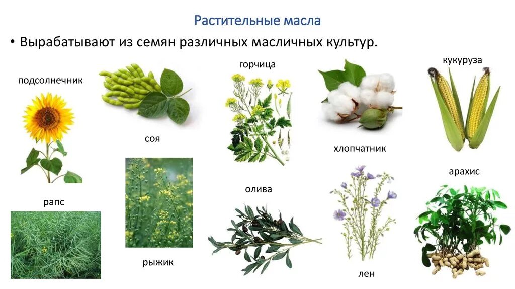 Масличные культуры виды