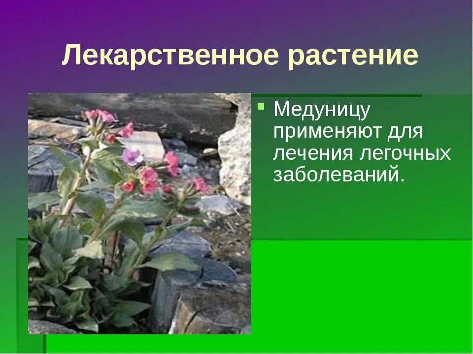 Медуница полезные свойства. Медуница вариегатная. Медуница растение. Медуница покровное растение. Медуница лекарственное растение.