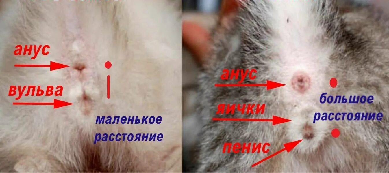 Как распознать пол котенка. Кактопределить пол котенка. как поределить пол котёнка. как определить пол котелка. как определить пол котенка.