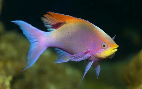 Is a beautiful fish
