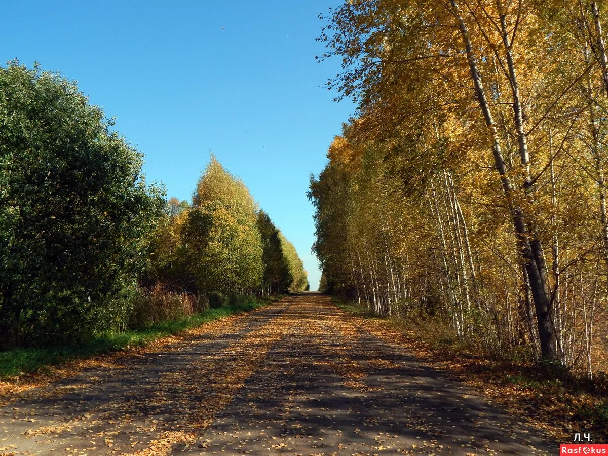 Чекмагуш лес. Осенняя дорога в деревне. Чекмагуш природа. Бабаево осенью. Осень дорога в деревне