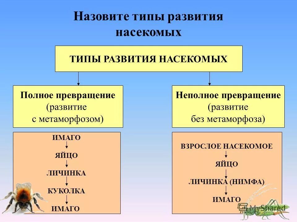 Организмы с полным превращением