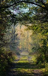 В лесу на кустах висят 150 шнурков