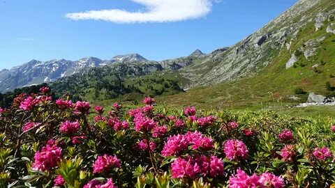 Альпам на русском языке