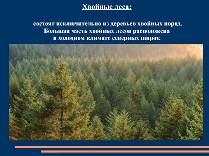 Значение хвойного леса. Сообщение на тему хвойные леса. Хвойные леса доклад. Сообщение про хвойный лес. Лес для презентации.