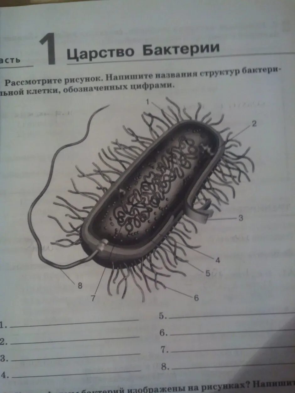 Схема строения бактериальной клетки биология. Схема строения бактериальной клетки 5 класс биология. Бактериальная клетка 9 класс биология. Строение клетки бактерии 5 класс.