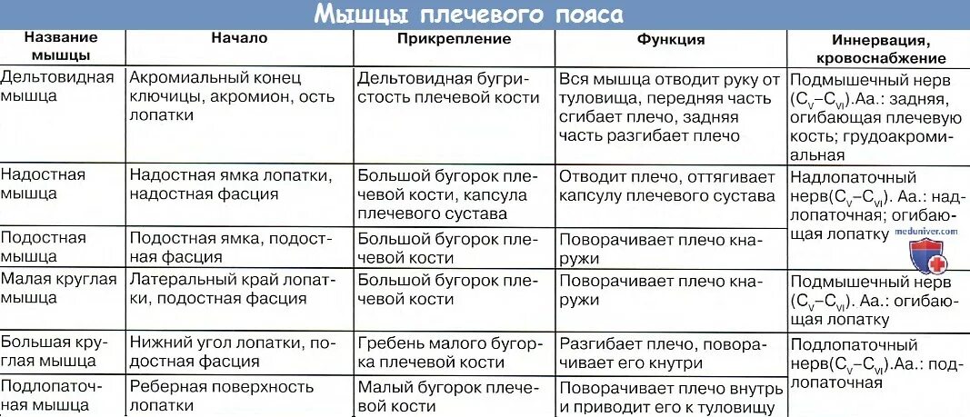 Начало прикрепление функции мышц. Мышцы конечностей таблица. Мышцы верхней конечности таблица. Мышцы свободной верхней конечности таблица. Мышцы свободной верхней конечности анатомия таблица.