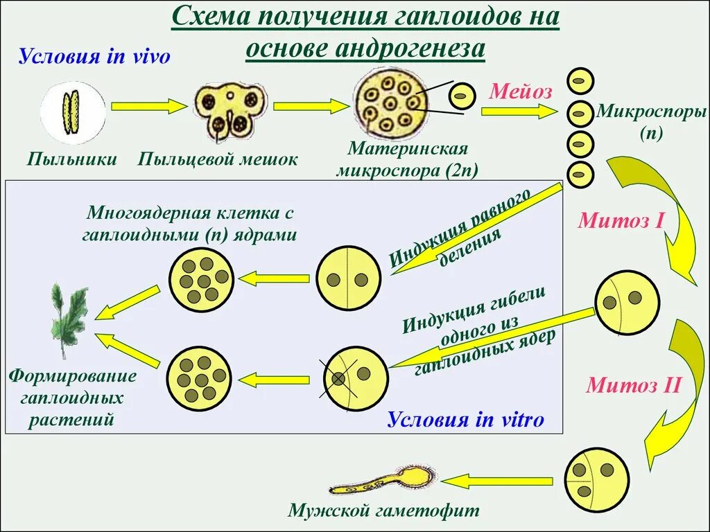 Образование неспециализированной клеточной массы развитие генеративных. Митоз микроспоры. Гаплоидная микроспора. Гаплоиды растений in vitro. Получение удвоенных гаплоидов.