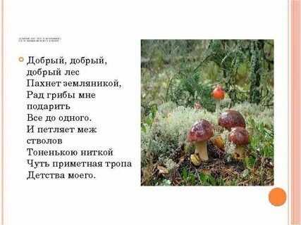 Песни про лес