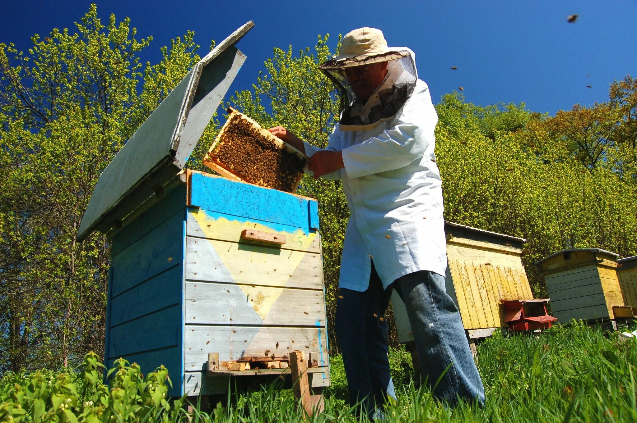 Что делает пчеловод. Пчеловодное хозяйство "Пасечник Шишкин". Пасечный улей. Улей на пасеке. Пасека домики для пчел.