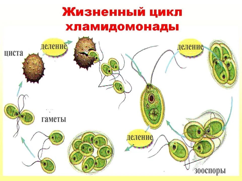 Схема жизненного цикла растения гаметы. Цикл развития развития хламидомонады. Цикл развития хламидомонады схема. Стадиями жизненного цикла хламидомонады. Хламида Монада цикл развития.
