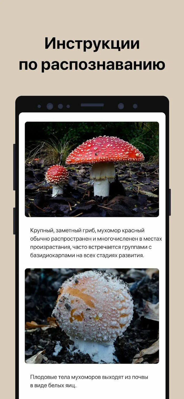 Приложение грибочки. Приложение про грибы.