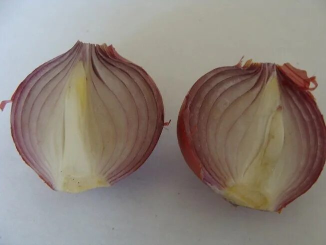 лук репчатый на белом фоне. лук красный. луковица снаружи. луковица снаружи. лук репчатый в разрезе.