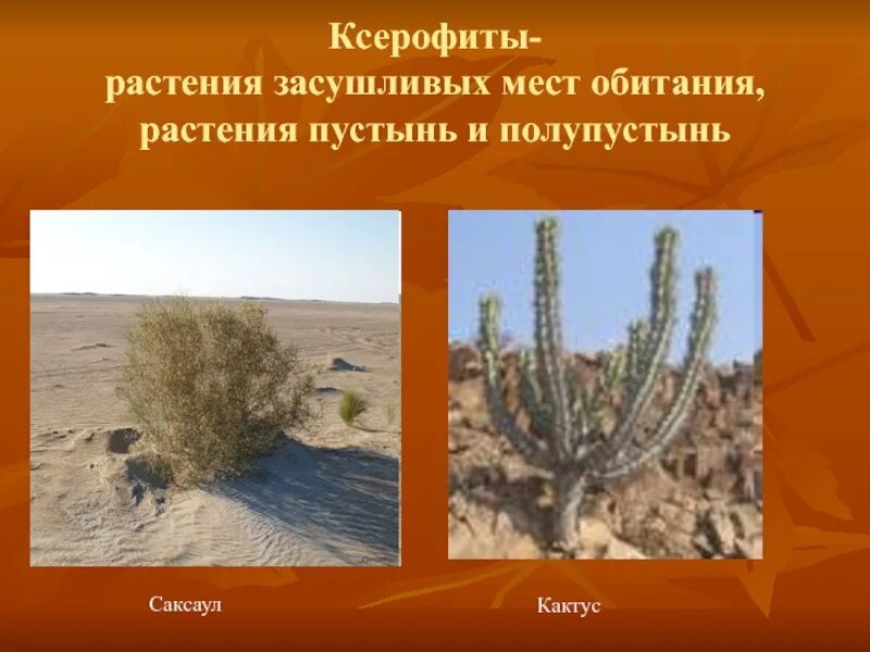 Растительный мир пустынь и полупустынь россии. Саксаул ксерофит. Пустыни и полупустыни растения. Ксерофиты растения пустынь. Ксерофиты 3.