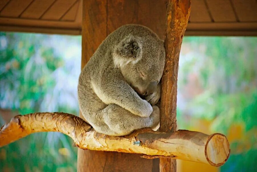 Сколько спят коалы. Коала. Коала фото. Коала на дереве.