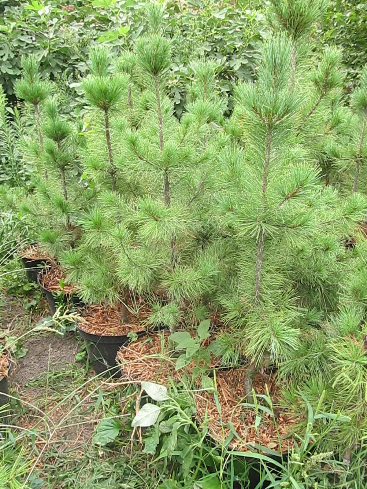 Хвойные сеянцы. Сосна Сибирская Pinus sibirica саженцы. Pinus sibirica 'Izumrud'. Саженцы сосны и сеянцы сосны. Сеянец сосны сибирской.