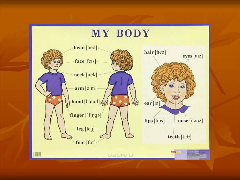 This is my body. Части тела по английскому языку. Части тела на английском для детей. Язык по англ часть тела. Тело человека на английском языке.