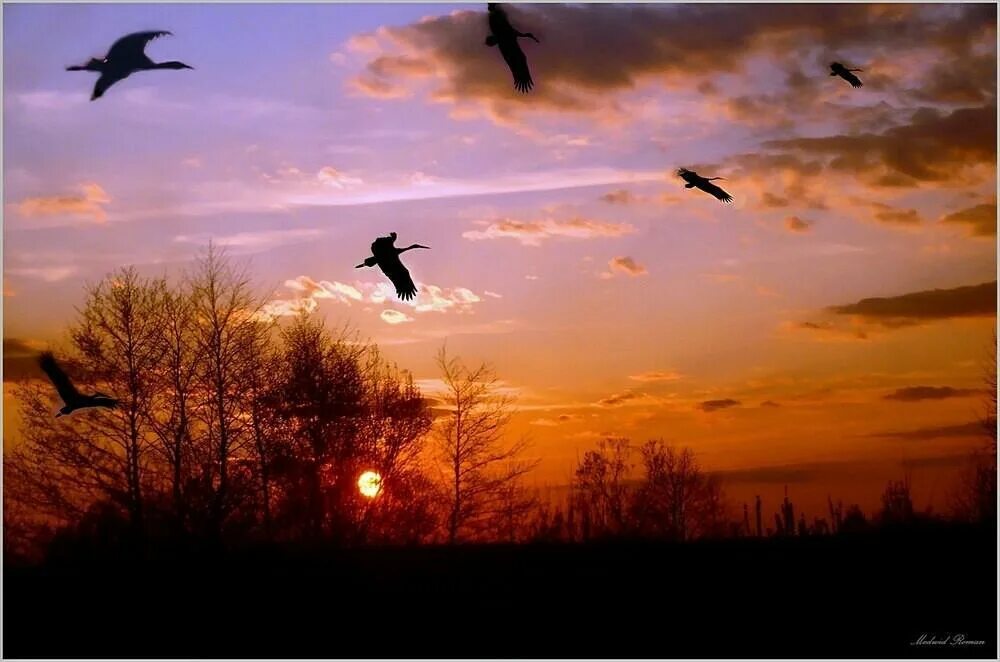 Улетают птицами года. Птицы улетают. Журавль в небе. Птицы улетают на Юг. Птицы осенью.