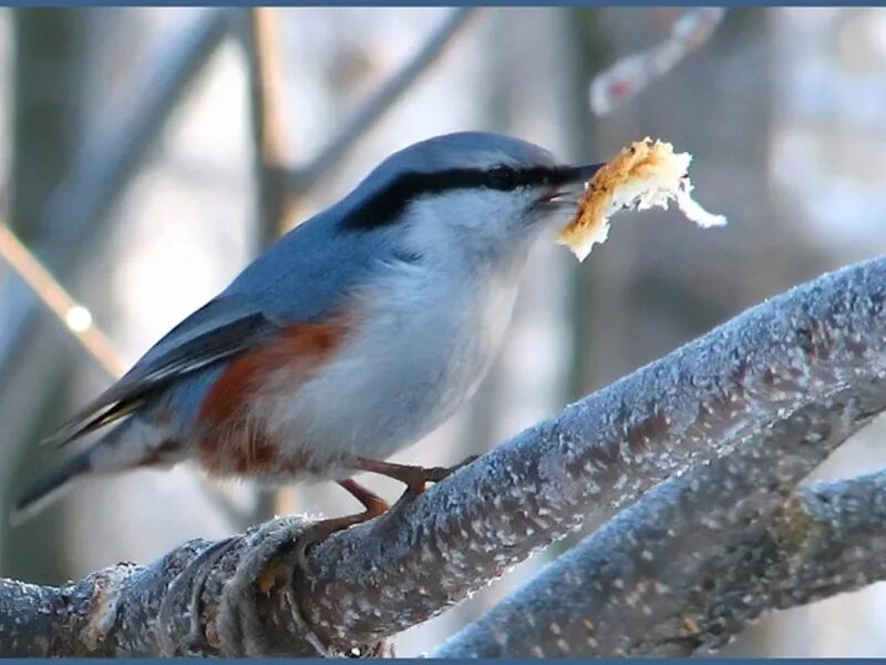 Обыкновенный поползень. Обыкновенный поползень описание. Обыкновенный поползень птицы. Поползень перелетная птица. Поползень птица баргузинского заповедника.