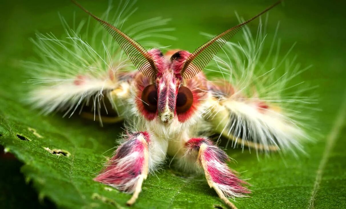 Мотылёк Sosxetra grata.. Бабочка Sosxetra grata. Лономия бабочка. Sosxetra grata или мотылёк Уокера. Сколько лапок у 6 жуков