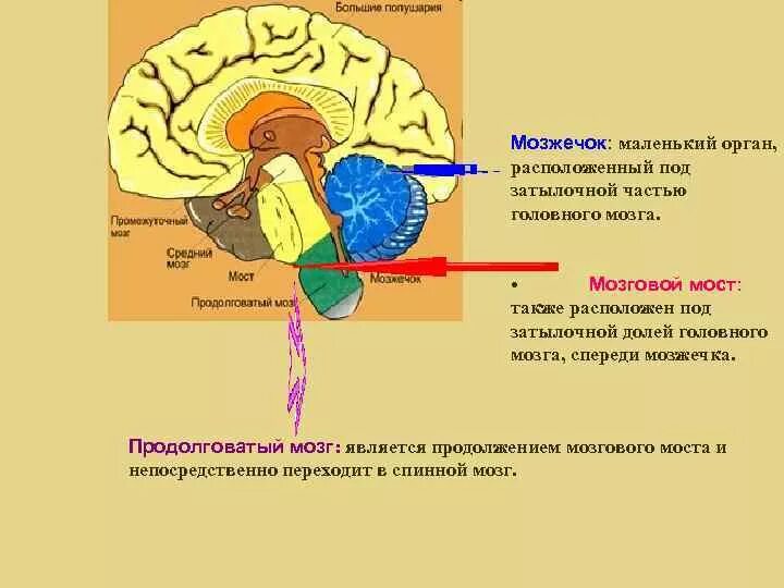 Расположение отдела головного мозга мозжечка. Левая гемисфера мозжечка. Функции ствола головного мозга и мозжечка. Головной средний и мозжечок снизу.