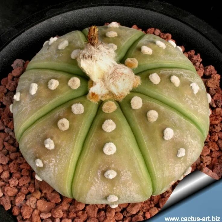 Astrophytum asterias. Astrophytum asterias nudum. astrophytum asterias kikko. звездчатый кактус.