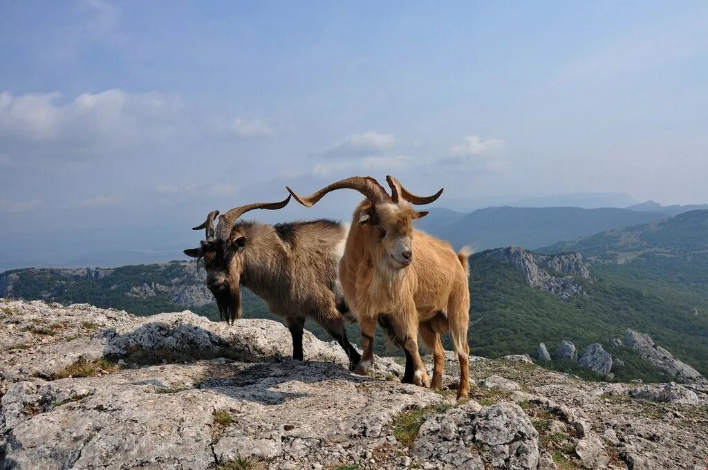 Ялтенский. Ялтинский заповедник в Крыму животные. Животные ялтинского Горно лесного заповедника. Ялтинский Горно-Лесной природный заповедник животные. Ялтинский Горно-Лесной заповедник олень.