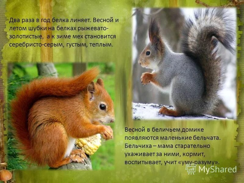 Животные весной презентация. Весенние явления в жизни животных. Весенние явления в жизни животных. Изменения в жизни диких животных весной. Изменения в жизни животных.