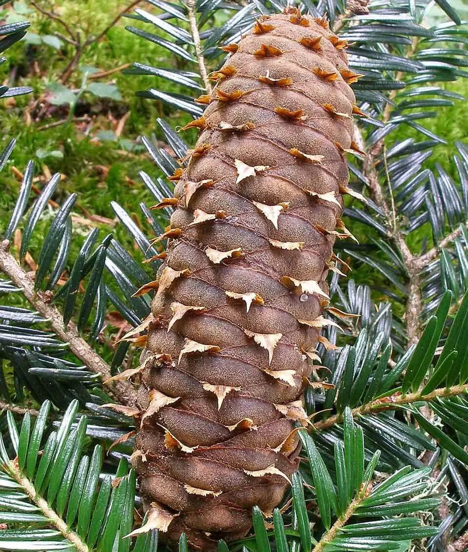 Что такое пихта. Абиес альба. abies alba (пихта белая) &#039;pyramidalis&#039;. пихта белая абиес альба. пихта белая (abies alba p9).