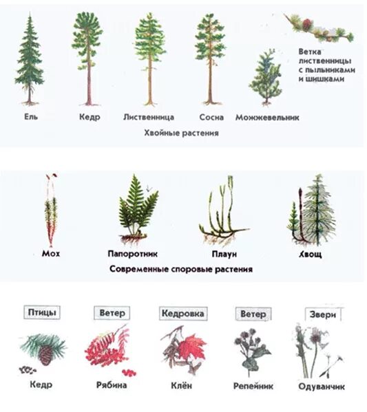 Группа растений которых является. Сосна ель лиственница можжевельник иголки. Ель пихта сосна кедр лиственница. Ель пихта лиственница. Сосна лиственница папоротник ель.
