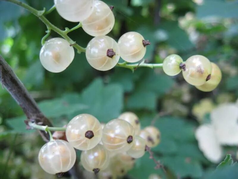 Белая смородина лучшие. Белая смородина лучшие. Смородина белая (ribes rubrum werdavia). Смородина белая белая жемчужина. Белая смородина лучшие.