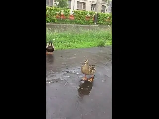 Около ямки ходят утка