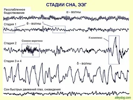 Фазы сна ребенка