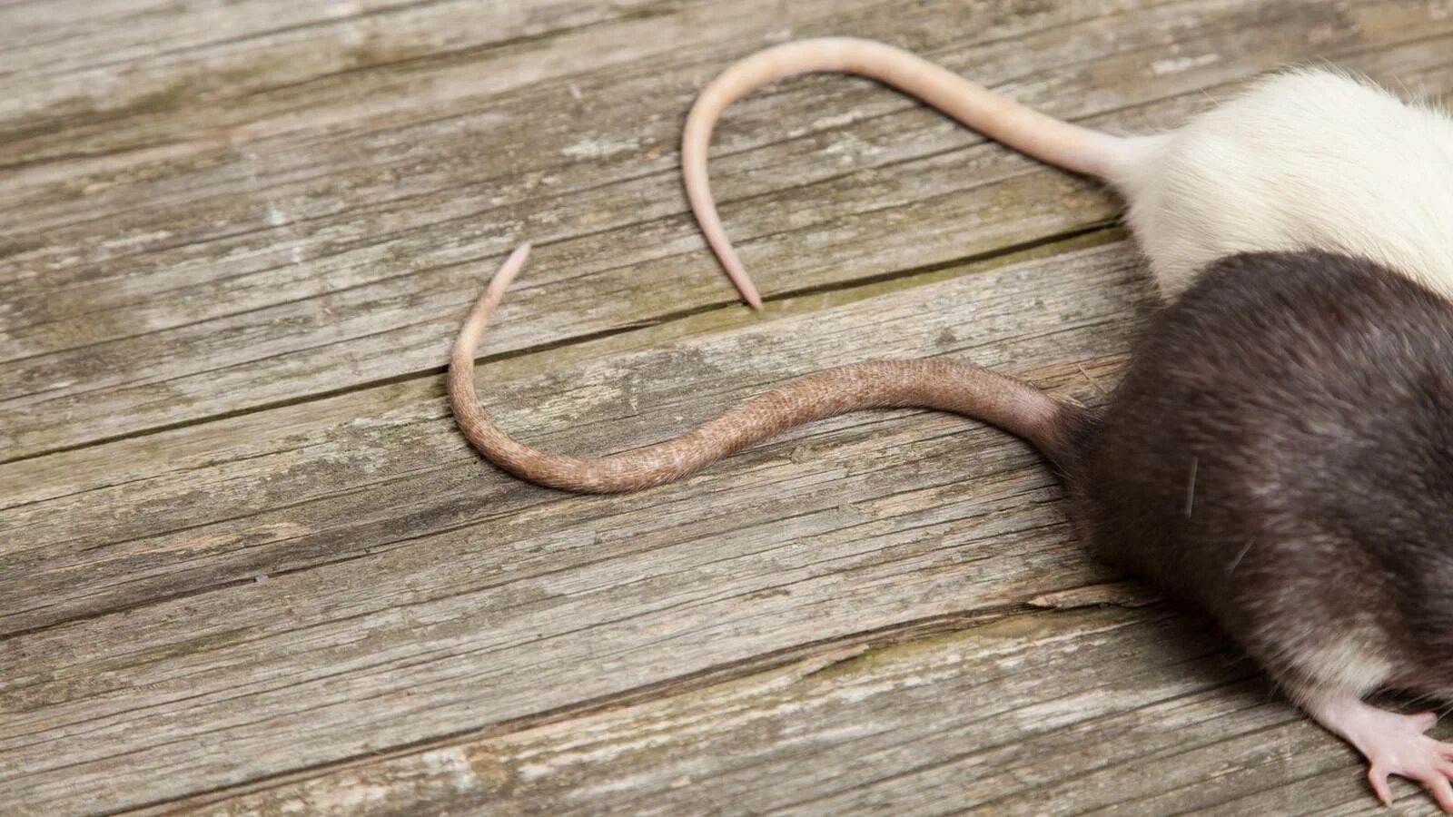 Мышиный хвостик. Мышиный хвостик. Хвост мыши. Хвост мыши. Хвост мыши.