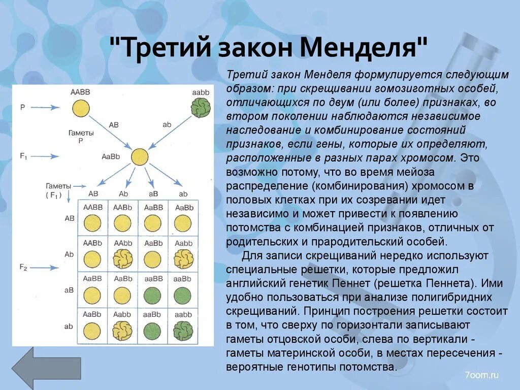 Дигибридное скрещивание какое расщепление. Третий закон Менделя биология 9 класс. 3 Закон Менделя схема. 3 Закон Менделя генотип. 2 Закон Менделя генетика.