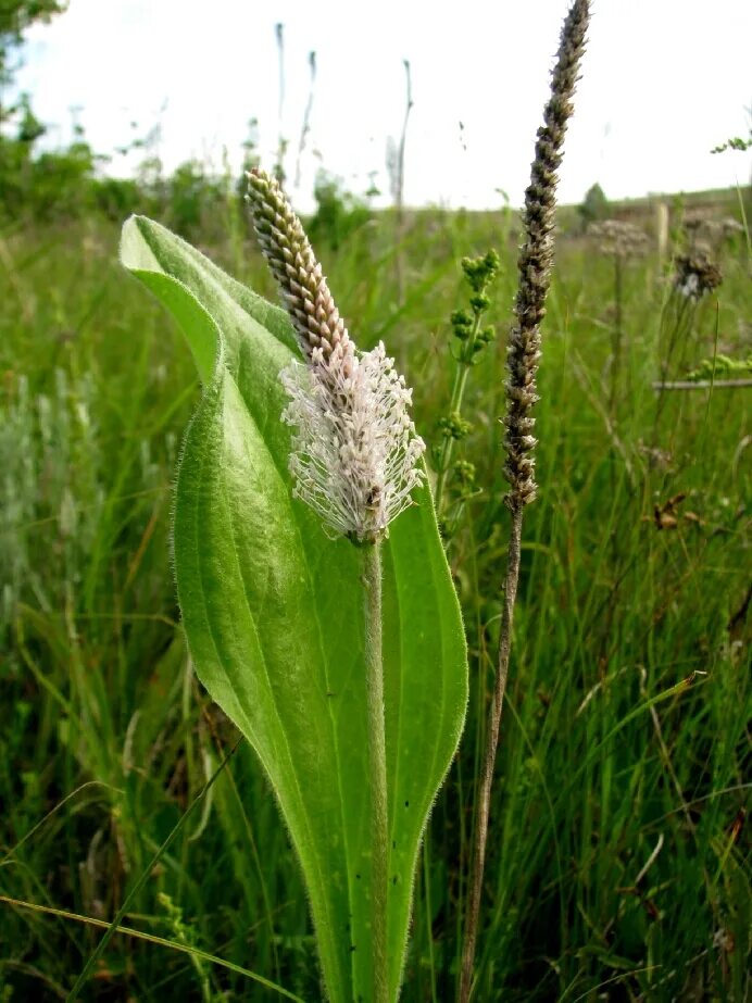 Подорожник. Подорожник Луговой. Подорожник полевой. Подорожник большой (Plantago Major l.). Отдел подорожника