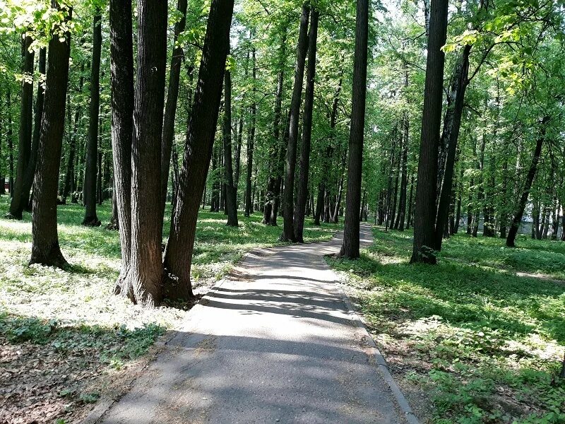 берёзовая роща парк новосибирск. парк дубки москва. парк березовая роща куусинена. парк дубовая роща запорожье. парк дубовая роща коломна.