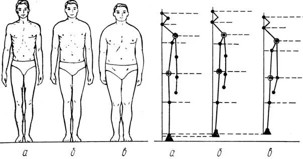 Длина рук составляет. Долихоморфный Тип тела. Типы телосложения по Бунаку. Типы пропорций тела человека. Пропорции тела виды.
