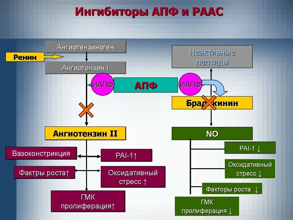 Ангиотензин 2 физиология. Ренин-ангиотензин-альдостероновая система. РААС И АДГ. Блокаторы АПФ механизм действия.