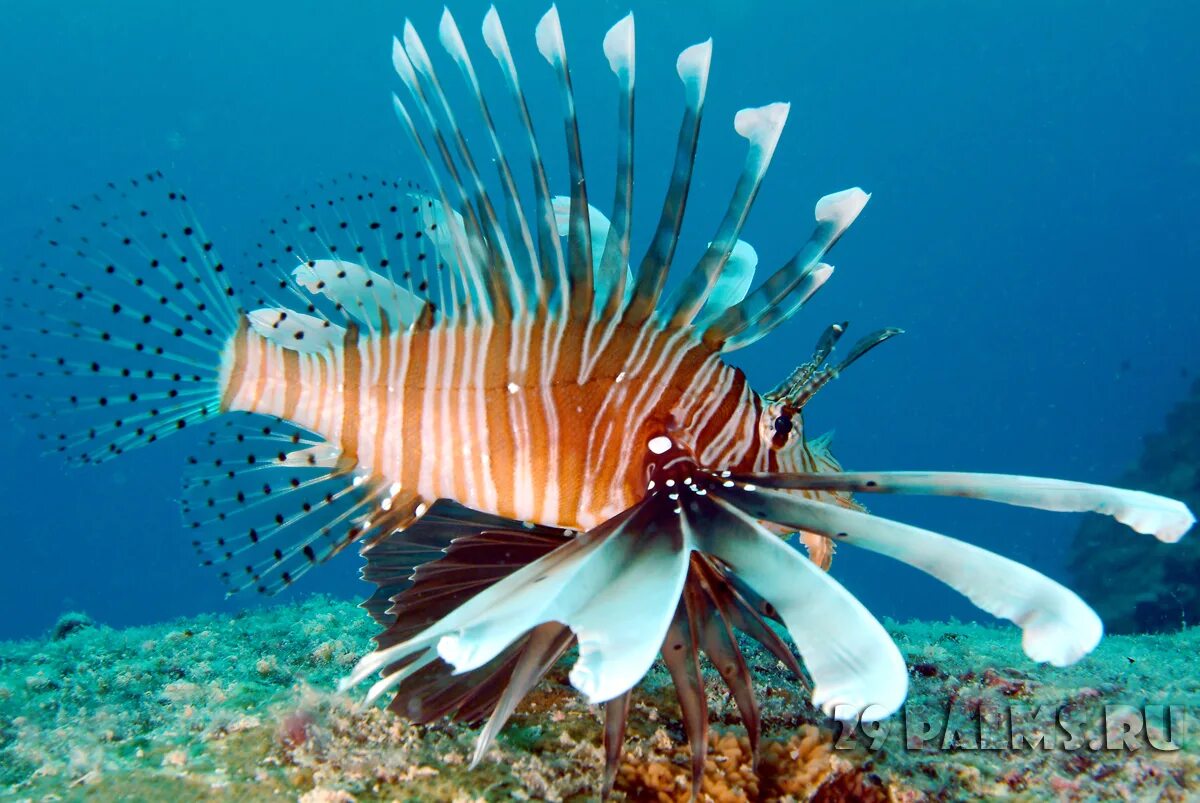 Рыбы океана фото. Рыба Лев Сейшельские острова. Подводные обитатели океана. Коралловые рыбки. Рыбы индийского океана.