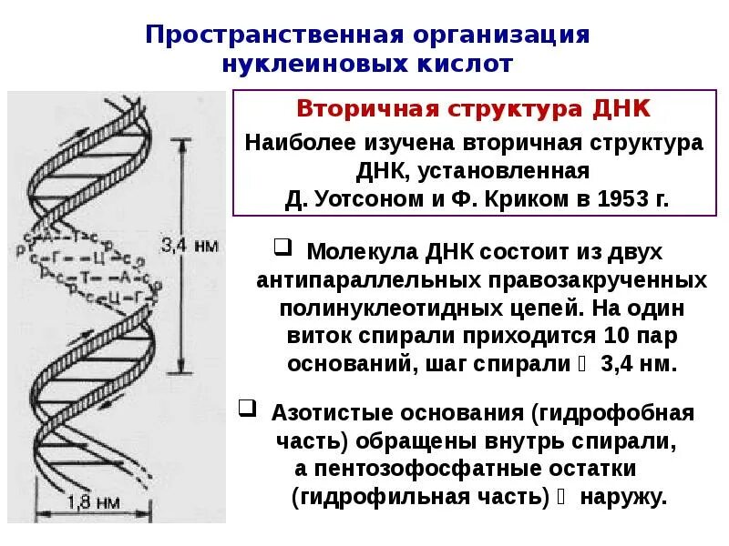 Днк в соединении с белком. Вторичная структура нуклеиновых кислот формула. Третичная структура ДНК строение. Вторичная структура ДНК биохимия формула. Нуклеиновые кислоты структура ДНК.