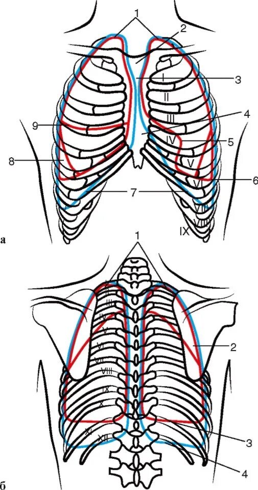 Скелетотопия легких и плевры. Скелетотопия лёгких и плевры. Проекция границ легких и плевры. Проекция границ легких и плевры на грудную клетку вид спереди. Задняя граница легких